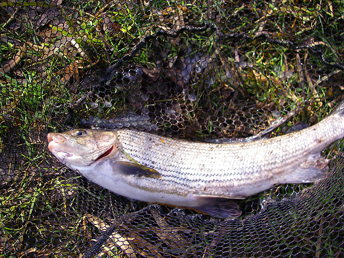 One of Nigel's two-and-a-half pound fish on the net.