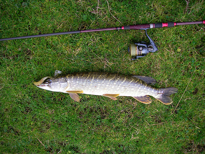 No monster but good fun.