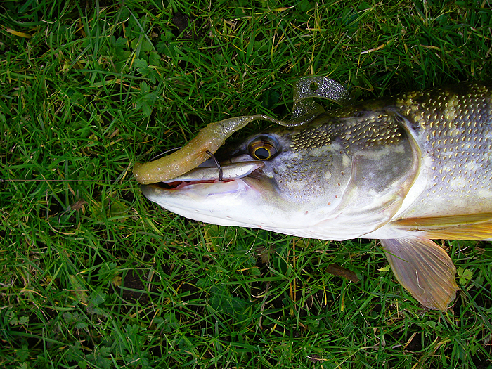 You can see why you MUST use a wire trace. The wire's folded back into the teeth.