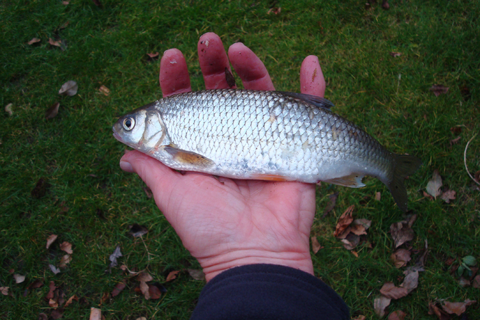 One of the dace I had a couple of days earlier.