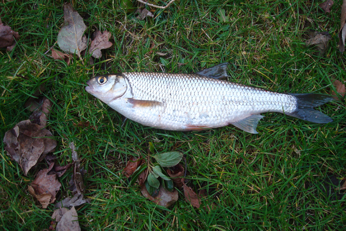 A big fat dace of about half-a-pound - not to be sniffed at.