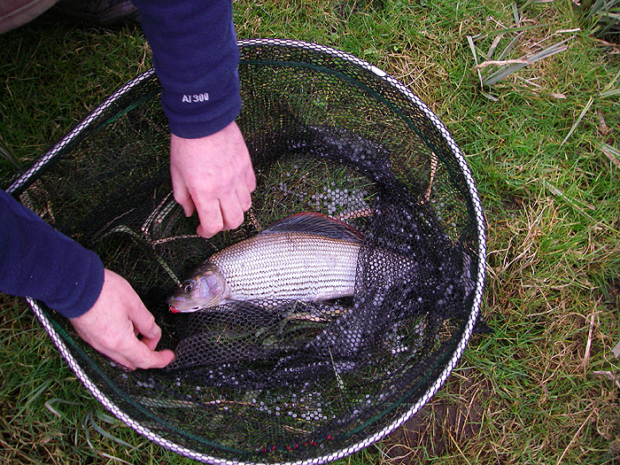 What magnificent fish grayling are.  Note the bunch of red maggots on the hook.