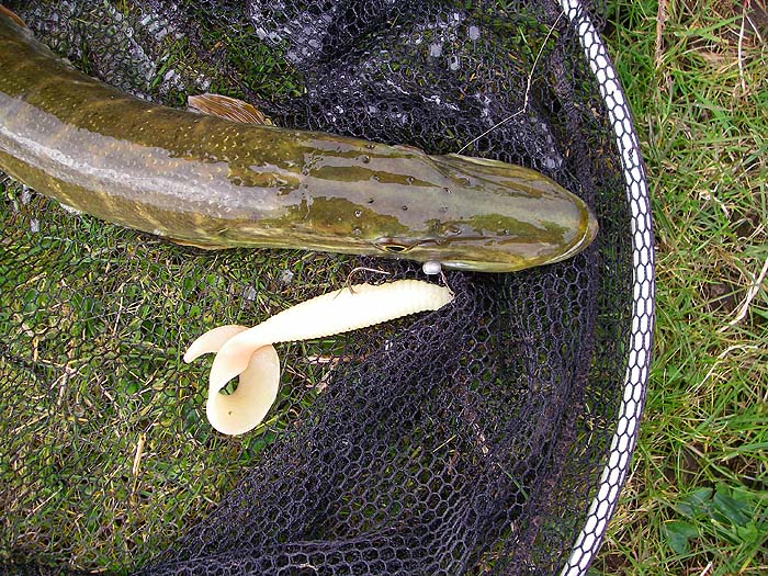Lightly weighted soft plastics like this certainly tempt pike effectively.