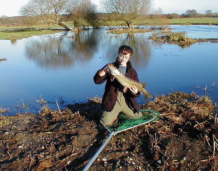 The pike was in the slack water of the newly dredged ditch just behind Joe.