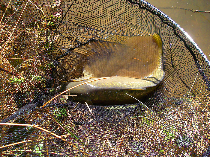 A fat fifteen pounder in excellent condition.
