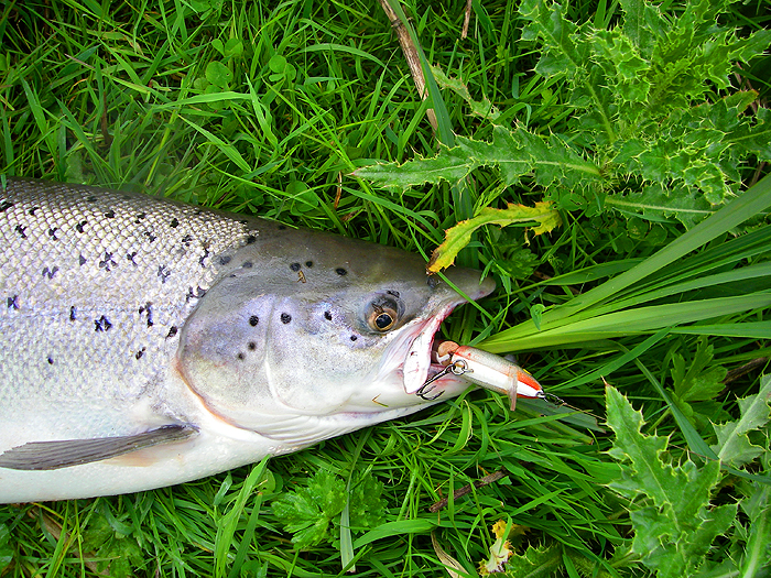 Unlike pike salmon don't usually engulf the lure and so are easy to release. Note the sea louse on the eye.