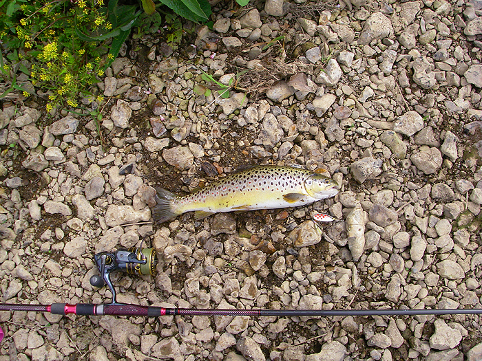 One of my trout caught on a size 4 Mepps.