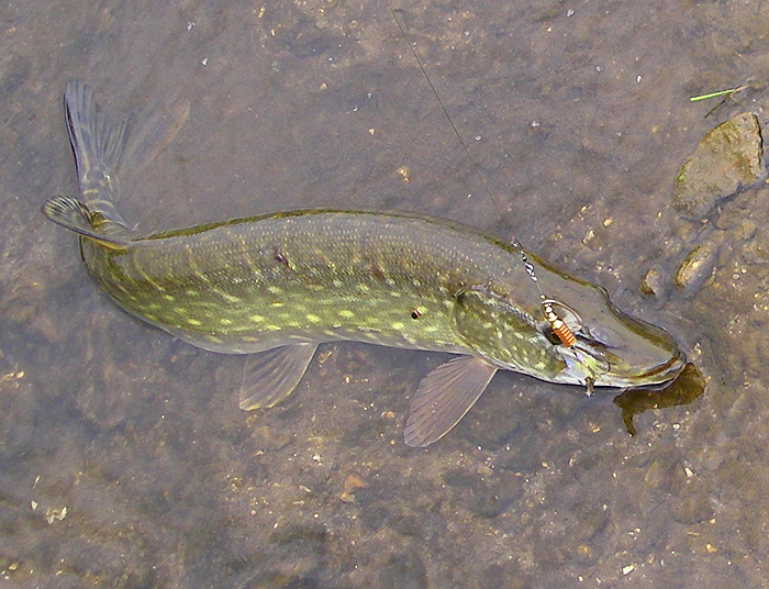 --and a pike on the same lure from the same pool.