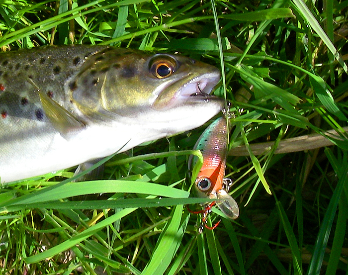 One of several tiny trout on the little L Minnow.