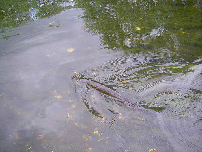 At last the pike is tired and ready for release.