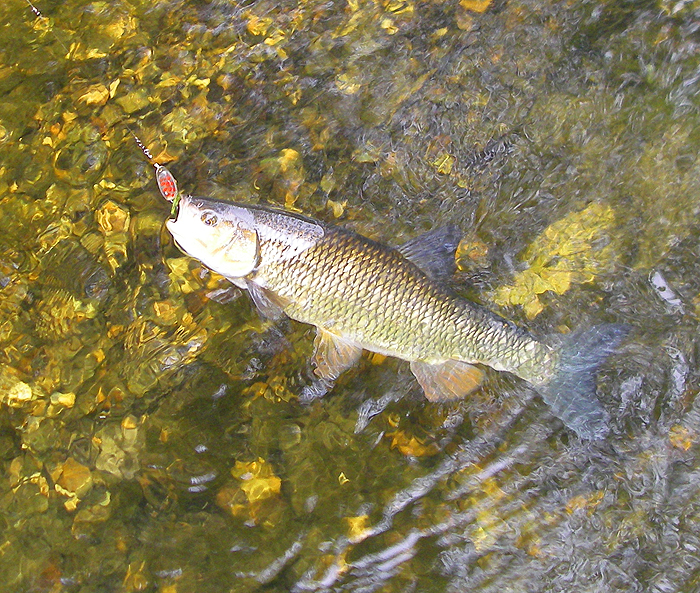 On exactly the same gear which produced the perch and pike I landed this modest chub.