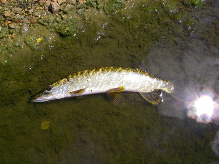 Yet another jack. My smallest was barely more than a pound.