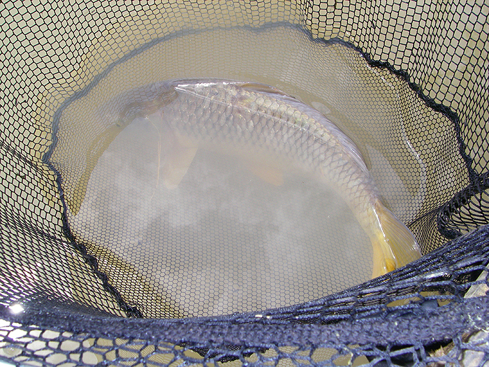 My smaller carp is safely in the net.