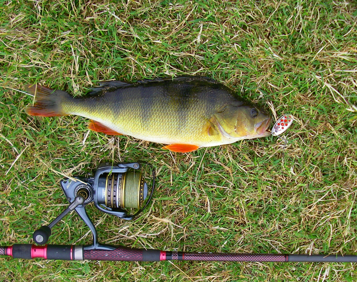 My first attempt at spinning produced this perch from a deep, gloomy pool.