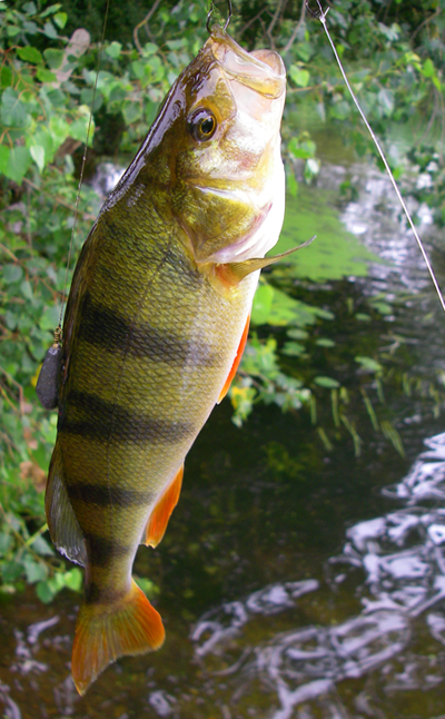 A switch to paternostered livebaits resulted in one perch after another.