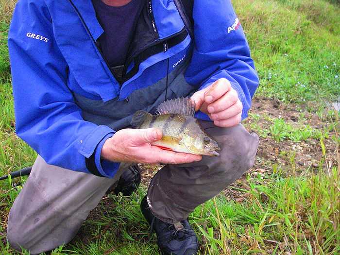 It was aquite a relief when Nigel caught this perch.