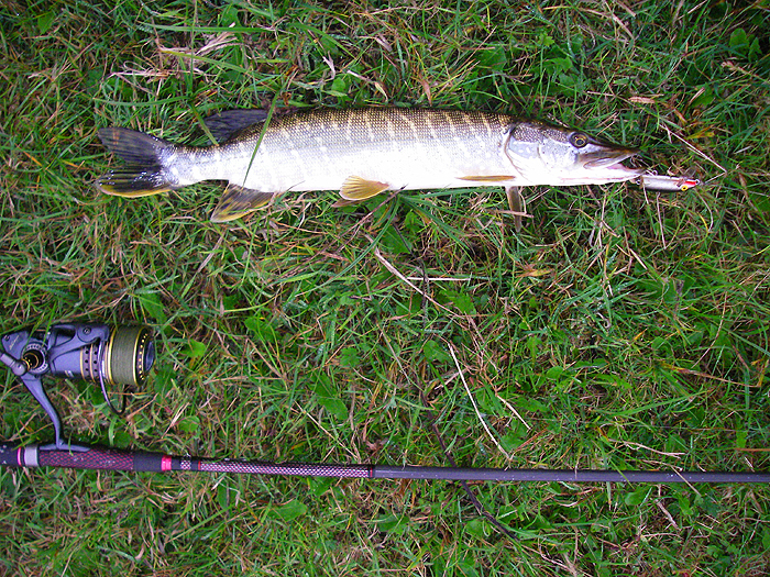 I never use plugs for pike but fortunately this one wasn't deeply hooked.