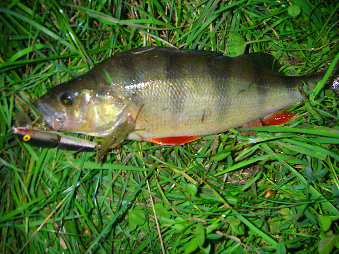 A fat fish which took the mid-body treble.