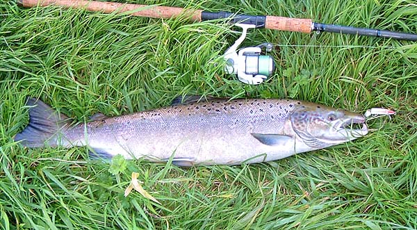 At this time of year red, out-of-season, salmon can be pests if you are after seatrout.