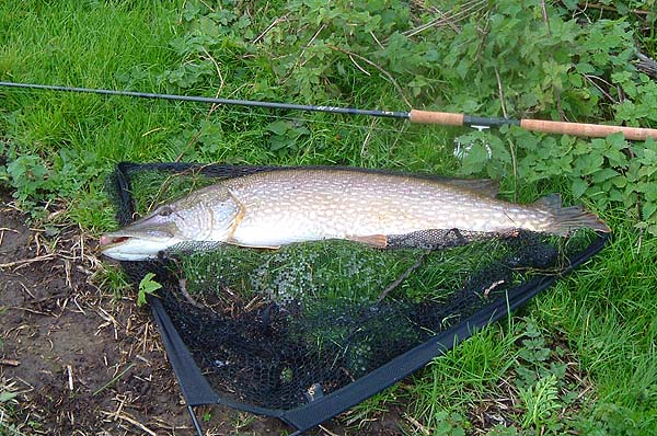 A fine fish which had obviously been feeding well despite its poor mouth and tail.