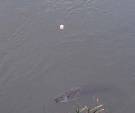 A nice clear shot of the wine-bottle cork float.