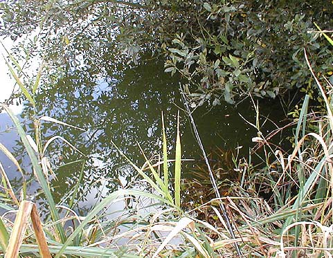 The fish usually fed in the bushes on the right and the bait had to be hard up against the trailing willows.
