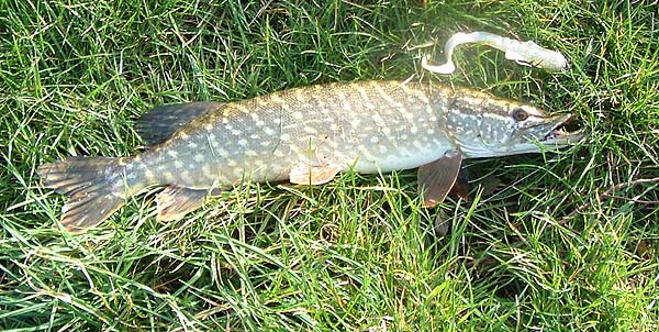 About 8lb this pike took on about the fifth cast of the session.  Like the others I saw it take.