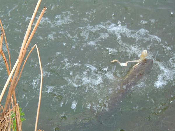 The fish made two or three attempts to 'tailwalk' and caused a lot of disturbance.