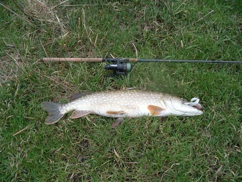 A picture I've used before but the fish is bigger than any I've had from the other River this year.