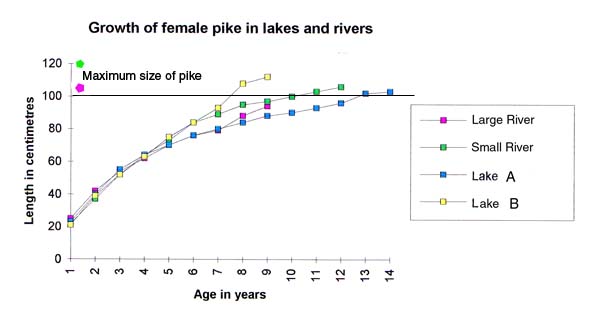 growth is only a tiny bit slower in the larger river but the fish don't grow as big.