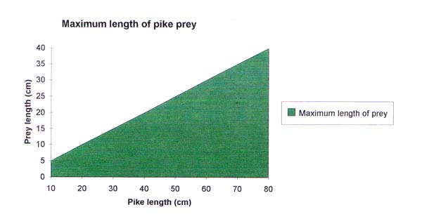 The maximum prey size is about half the length of the pike.
