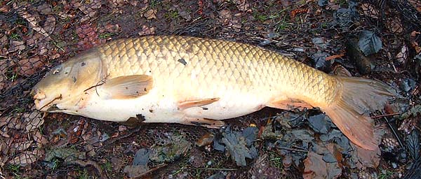 To be honest it was good to catch anything.  I prefer it when the carp are really active but beggars can't be choosers.