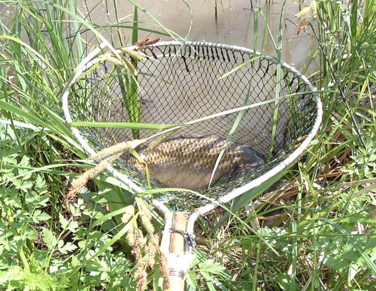 My old net is plenty big enough for fish this size but I wish it had a longer handle.