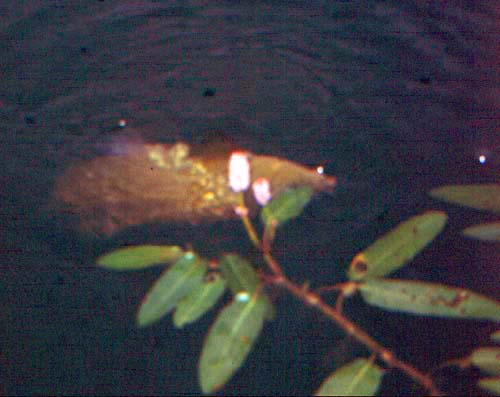 The fish rolled as it surfaced just under a patch of bistort.
