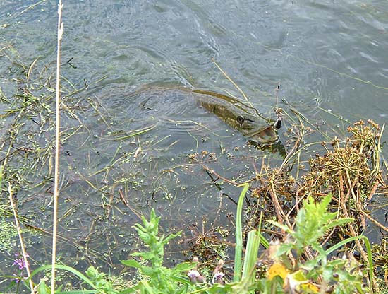 It was a bit of a nightmare stretching down over the bank to release the fish..