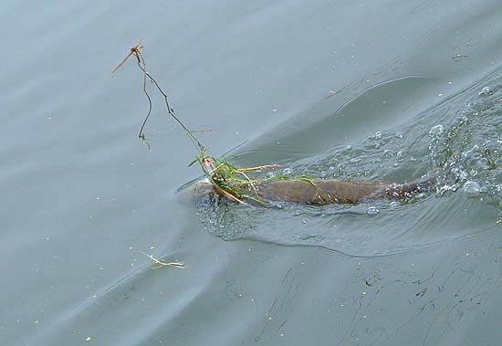 This one wasn't quite as big.