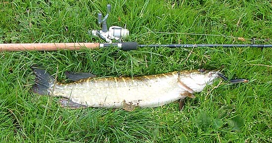 With the fish laying on the soft grass it was easier to get the hook out. My four-piece rod behaved well.