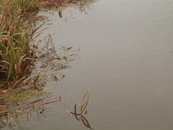 The water was murkier than it looks.