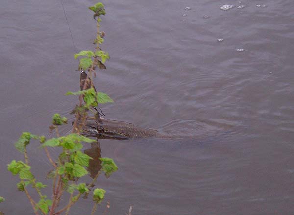 Nicely hooked under the maxilla and ready to land.