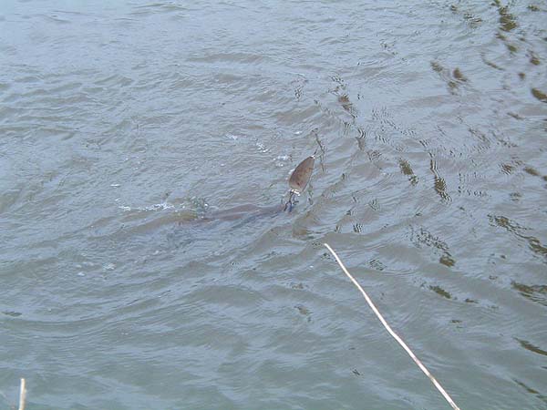 this time it's hooked in the tip of the snout. The hooks were razor sharp.