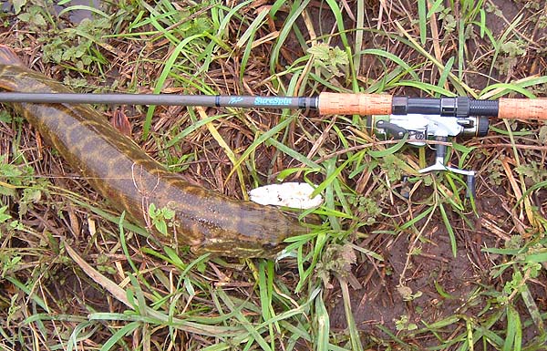 It wriggled under the rod just as I released the shutter.