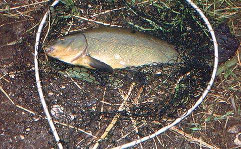 All tench are beautiful fish.