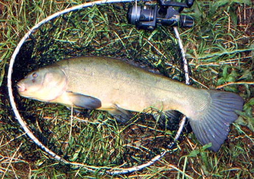 All the fish took the free lined meat and swam strongly away.