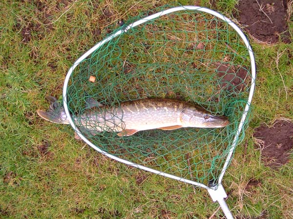 A cracking fish to start the year.