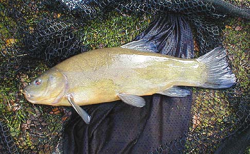 This time I had my carp net with me. The long handle was useful for extracting the fish from the lily pads.