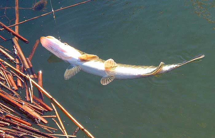 Pike tend to engulf small lures but this one was easily released.