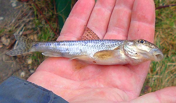 Our second little fish - gudgeon.
