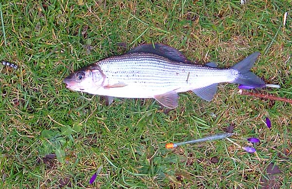 And then a grayling - followed by several more.