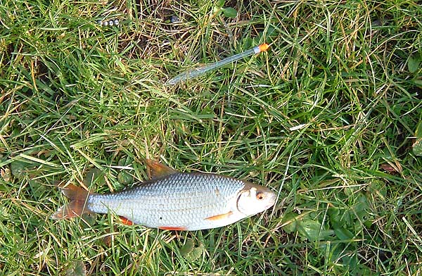 Finally a roach - again followed by several more fish and a lost grayling.