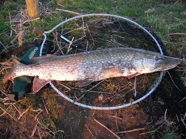 Well over 22 pounds but a bit skinny so should have been heavier still.